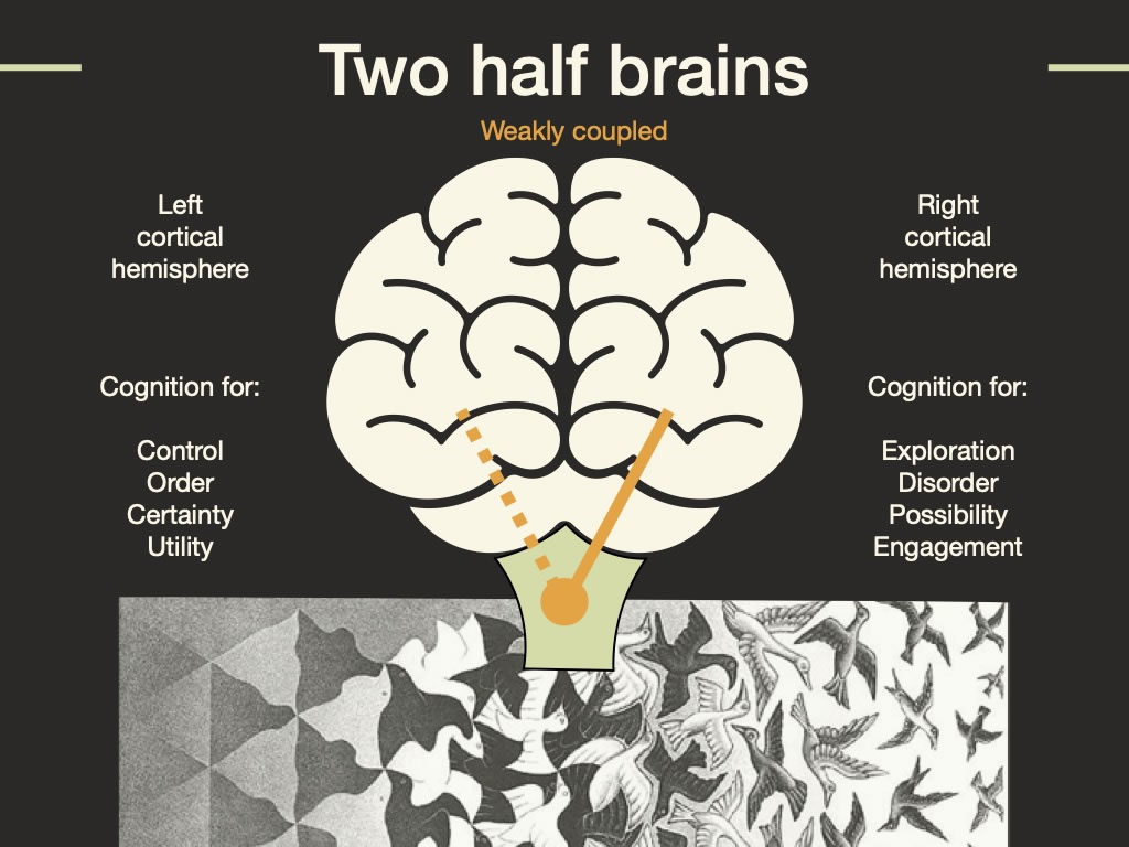 two half brains